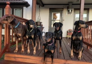 Doberman Puppies coming soon