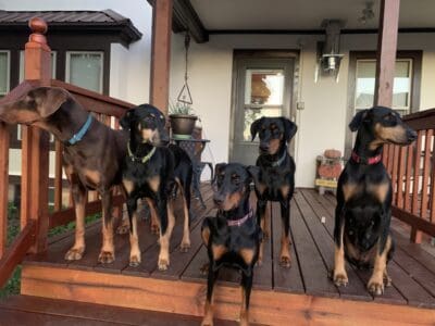 Doberman Puppies coming soon