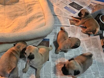 Purebred Pug Puppies ready to go