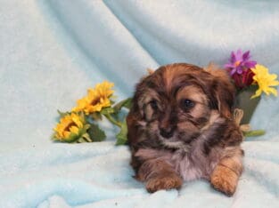 ICA registered Yorkiepoo