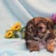 ICA registered Yorkiepoo