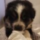 AKC Registry of “purebred” Australian Shepherds