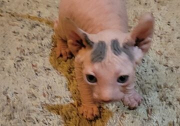 Sphynx kittens