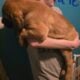 English Mastiff puppies