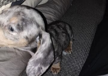 Female miniature dachshund
