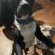 Male Pitbull (1yr)