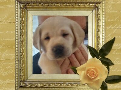 Claire’s Labrador Retrievers