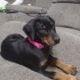 Doberman