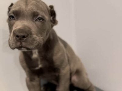 Cane Corso Litter for sale