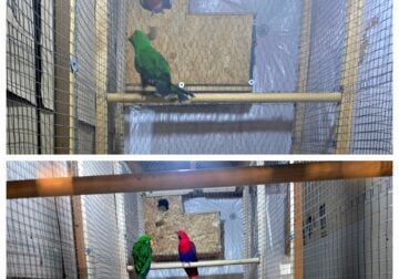 Breeding Pairs Of Eclectus