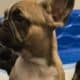 Tri color AKC French bulldog puppy