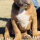 ABKC XL American Bully