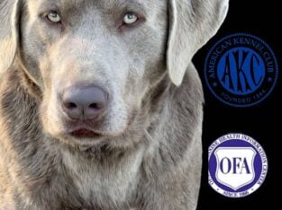 AKC LABS