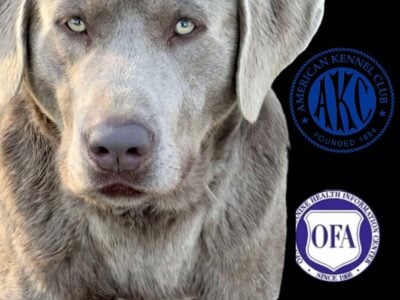 AKC LABS