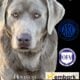 AKC LABS