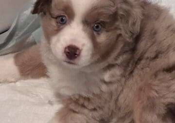 Mini Australian shepherd puppies