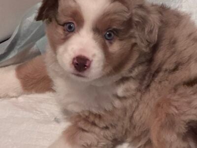 Mini Australian shepherd puppies