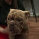 Full-Breed AKC Mini Bulldog – Chocolate Tri coat