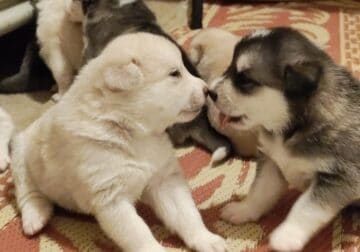 Mom is full Husky,Dad is full Mini American Eskimo