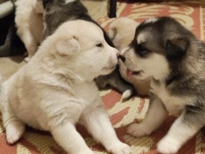 Mom is full Husky,Dad is full Mini American Eskimo