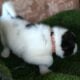 American Akita puppies