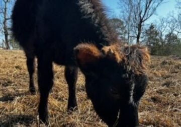 Belfair Heifer