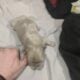 Registered Isabella fluffy French bulldog puppies