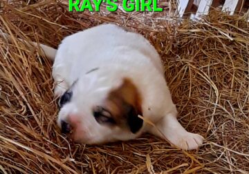 Great Pyrenees Puppies