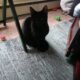 Free kittens