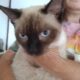 Siamese X ragdoll kittens for sale