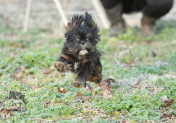 AKC Shih Tzu Puppies 16 weeks old