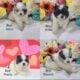 Purebred Pomeranian puppies