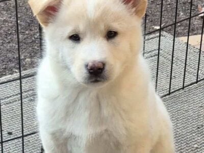 Pomsky puppies