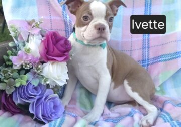 $500 THIS WEEKEND ONLY “Ivette”