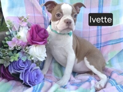 Ivette