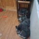 Blue heeler