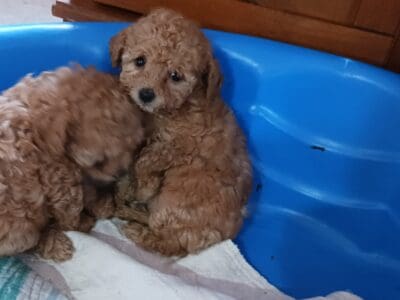 Toy Poodle Pup
