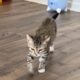Looking for a great home for my 2 furry friends