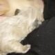 Fluffy platinum cream blue merle French bulldog pu