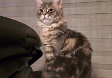 Maine Coon Alice