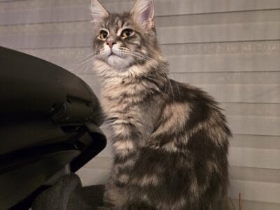 Maine Coon Alice
