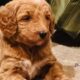 Golden doodle puppies