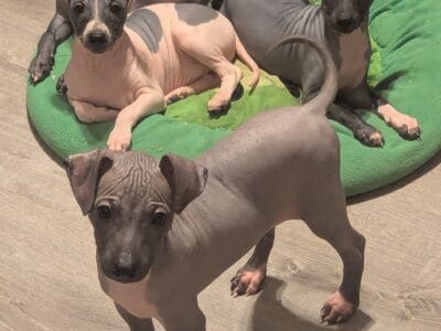 American hairless terrier