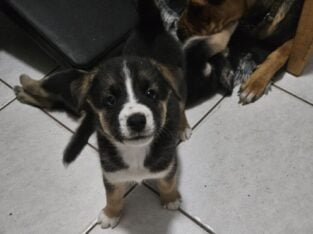 Husky Pitbull mixes