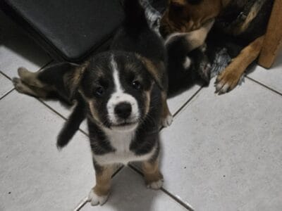 Husky Pitbull mixes