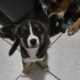 Husky Pitbull mixes