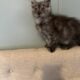 European Black Smoke Maine Coon