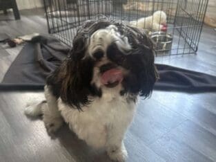 Shih Tzu