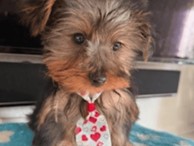Handsome Male Yorkie Puppy For Sale