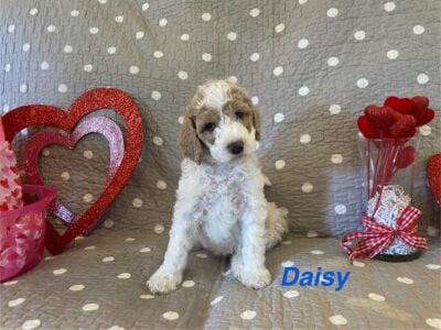 CKC Standard Poodle- Daisy ( Blue Collar)